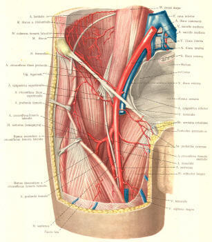 The saphenous nerve 