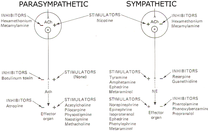 autonomic nervous system receptor chart